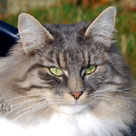 Chupa