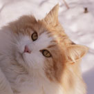 Iceboy ou Petit Loup est un chat tres costaud et lourd, il est extremement gentil, c'est un bon pere tranquille, il est toujours content et il le signifie en ronronnant des qu'on lui parle