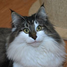 Shakti est noire tabby mackerell et blanche